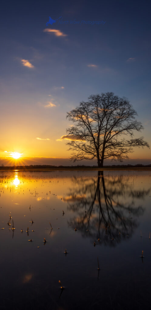 lm-tree-and-the-golden-morning-sun-reflected-on-the-water-for-galaxy-wallpaper