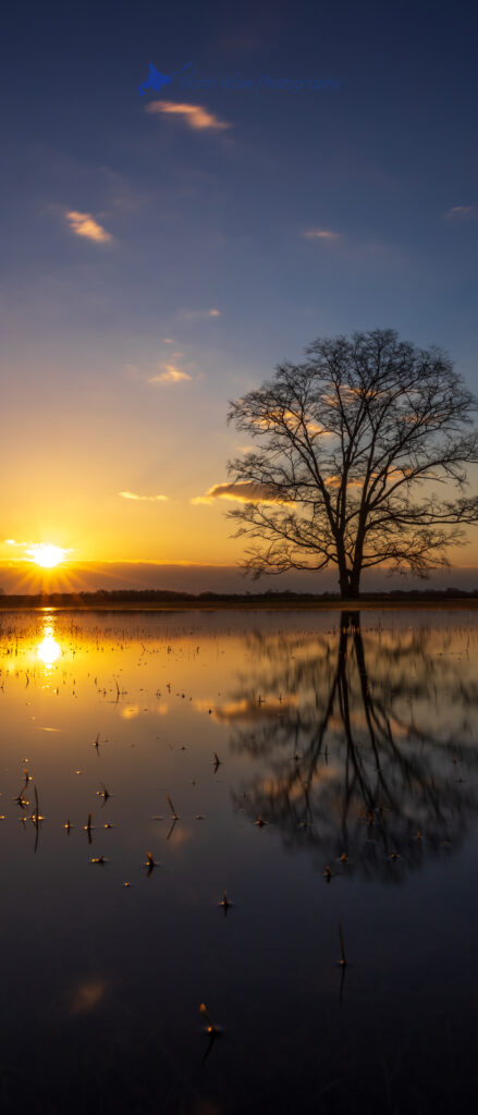 Elm-tree-and-the-golden-morning-sun-reflected-on-the-water-for-xperia-wallpaper