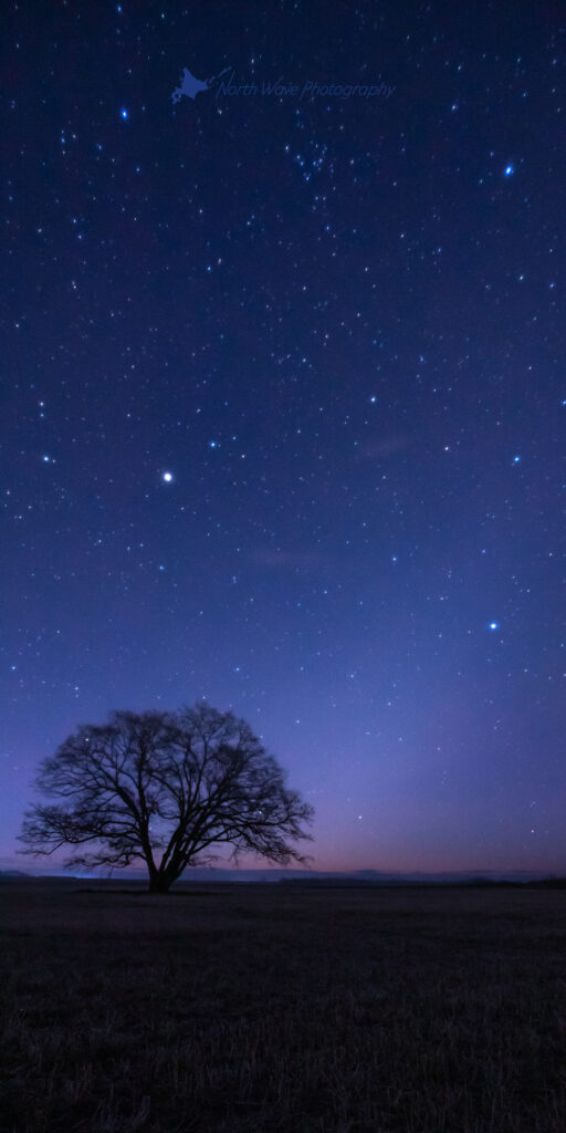 Zodiacal-light-and-elm-tree-for-aquos-wallpaper