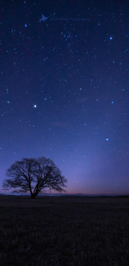 Zodiacal-light-and-elm-tree-for-galaxy-wallpaper