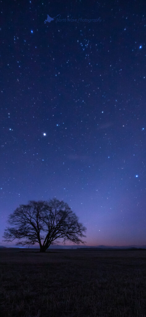 Zodiacal-light-and-elm-tree-for-iphone14-wallpaper