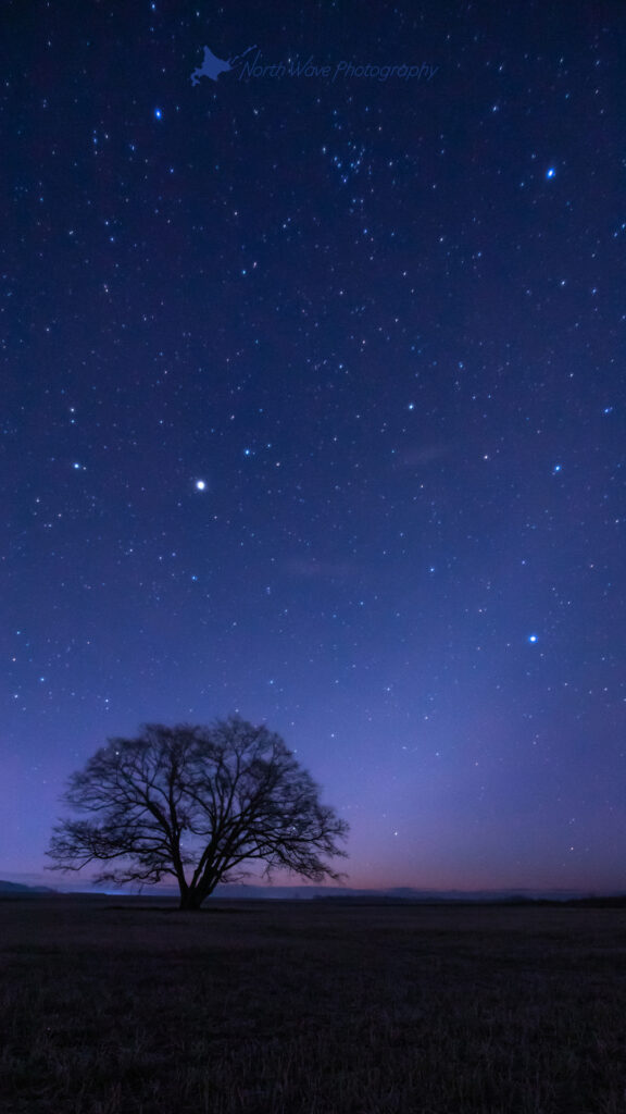 Zodiacal-light-and-elm-tree-for-iphone8-wallpaper