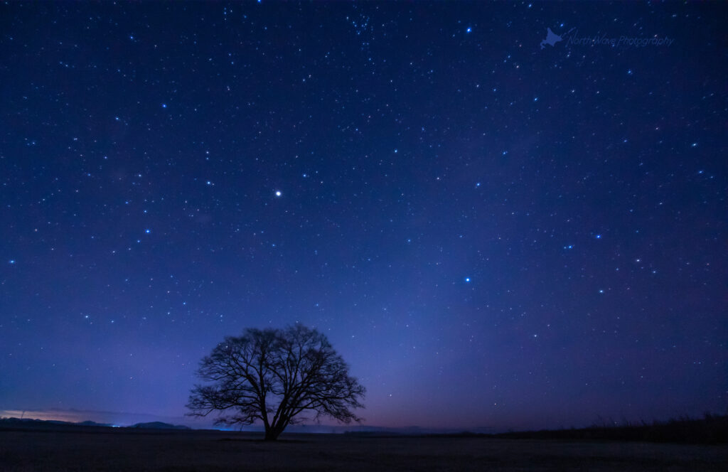 Zodiacal-light-and-elm-tree-for-macbookpro-wallpaper