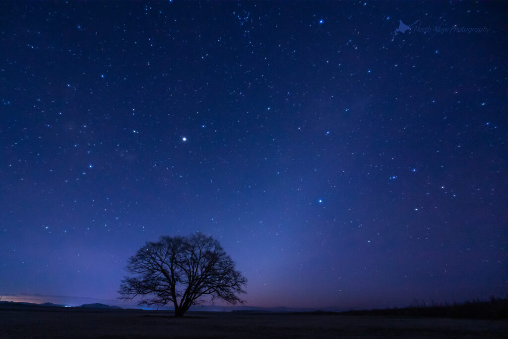 Zodiacal-light-and-elm-tree-for-surfaceprox-wallpaper