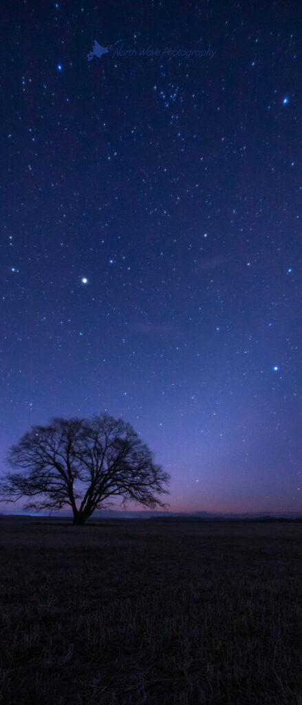 Zodiacal-light-and-elm-tree-for-xperia-wallpaper