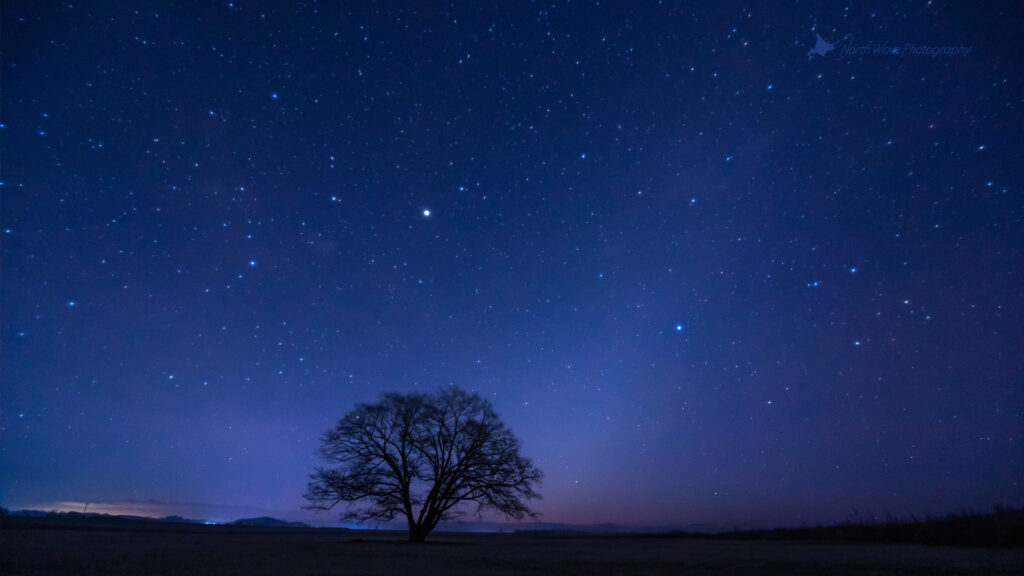 Zodiacal-light-and-elm-tree-for-zoom-virtual-background