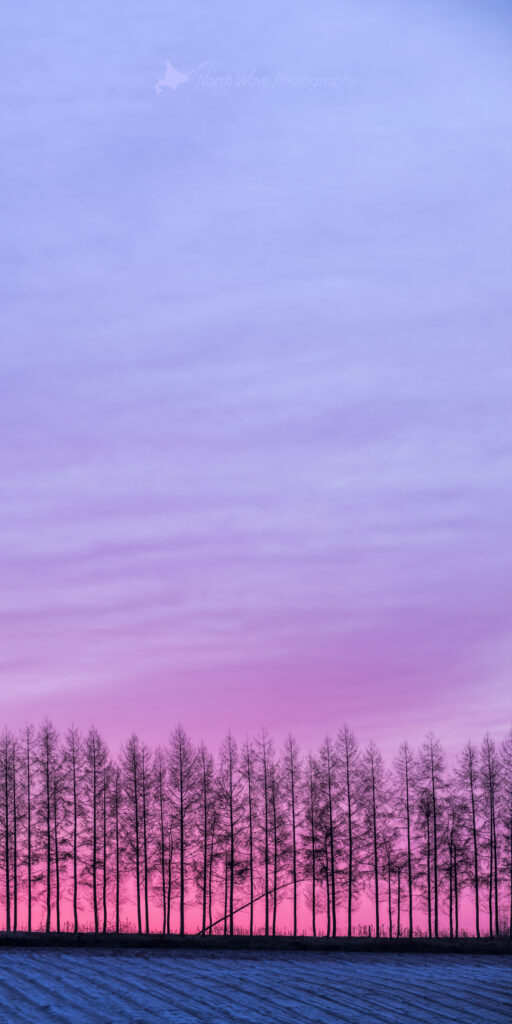 Windbreak_pink-morning-glow-for-aquos-wallpaper