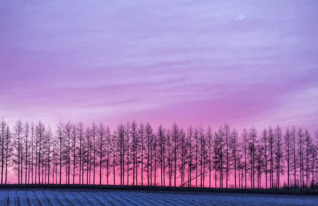 Windbreak_pink-morning-glow-for-macbookpro-wallpaper