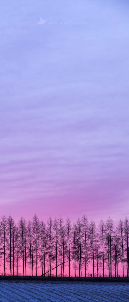 Windbreak_pink-morning-glow-for-xperia-wallpaper