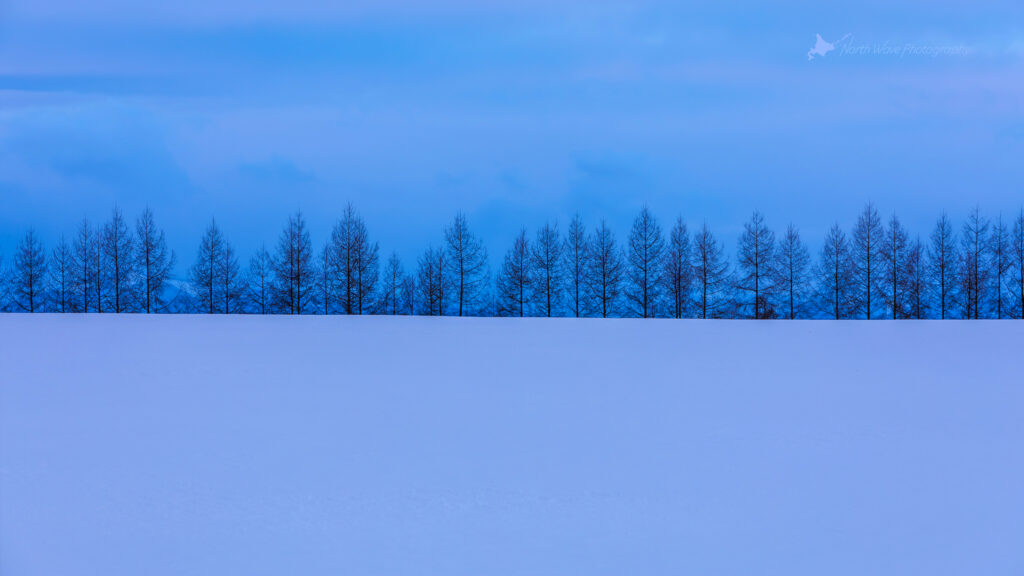 Blue-snowfield-Larch-windbreak-for-imac-wallpaper