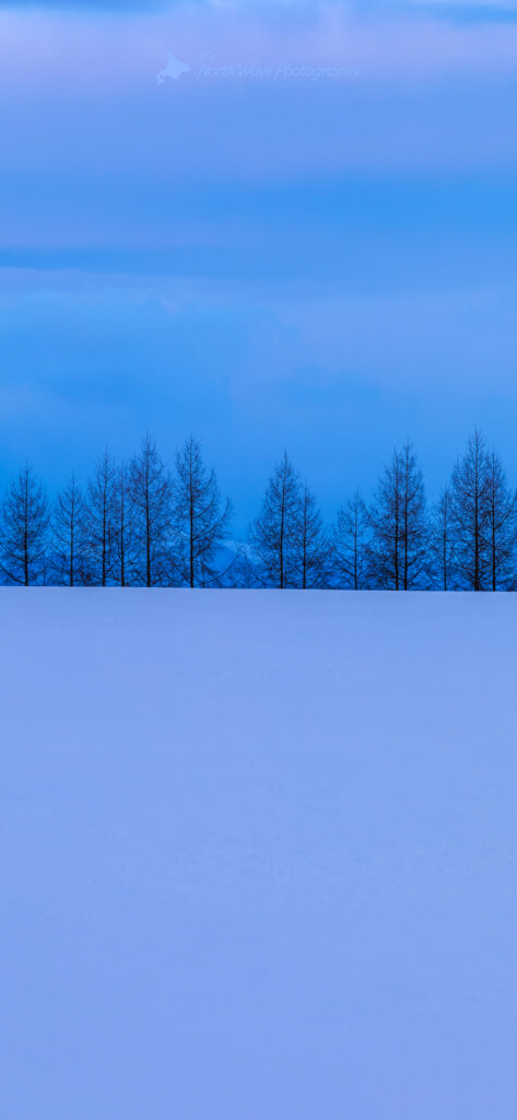 Blue-snowfield-Larch-windbreak-for-iphone14-wallpaper