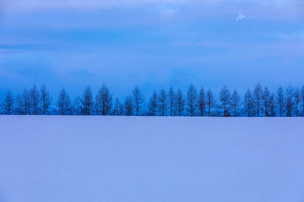 Blue-snowfield-Larch-windbreak-for-surfaceprox-wallpaper