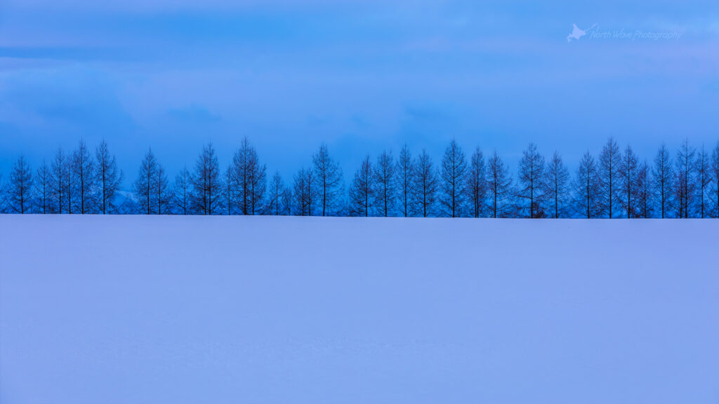 Blue-snowfield-Larch-windbreak-for-zoom-virtual-background